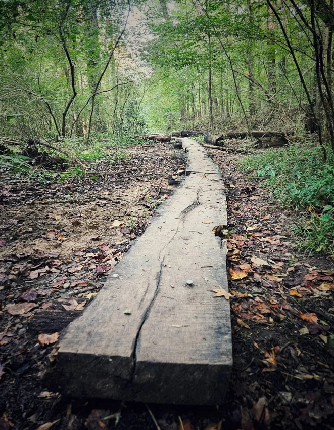 Wooden boardwalk through a green woodland trail